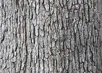 White Oak Bark